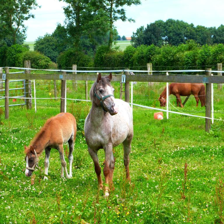 Tours-en-Vimeu Gite Et Relais Equestre De Marie מראה חיצוני תמונה