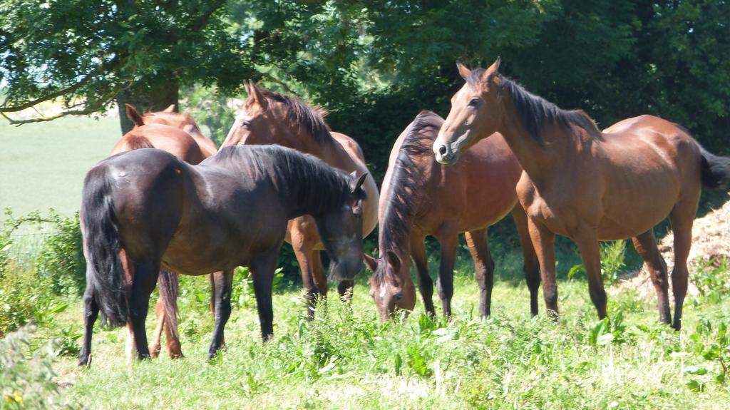 Tours-en-Vimeu Gite Et Relais Equestre De Marie חדר תמונה