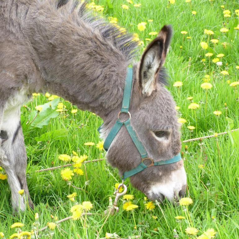 Tours-en-Vimeu Gite Et Relais Equestre De Marie מראה חיצוני תמונה