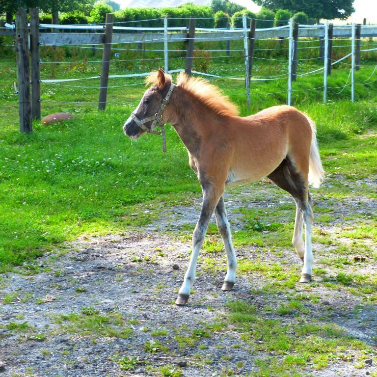 Tours-en-Vimeu Gite Et Relais Equestre De Marie מראה חיצוני תמונה