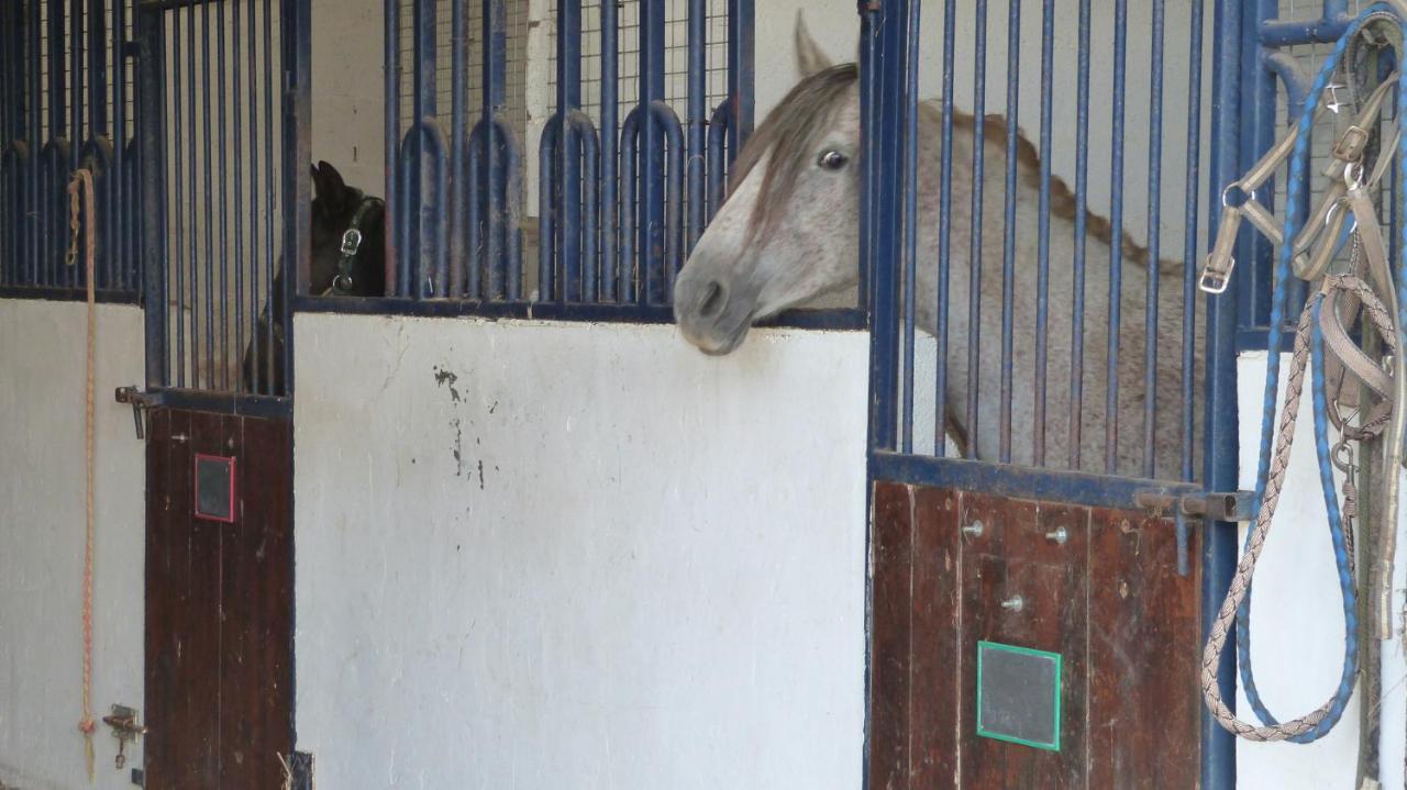 Tours-en-Vimeu Gite Et Relais Equestre De Marie מראה חיצוני תמונה